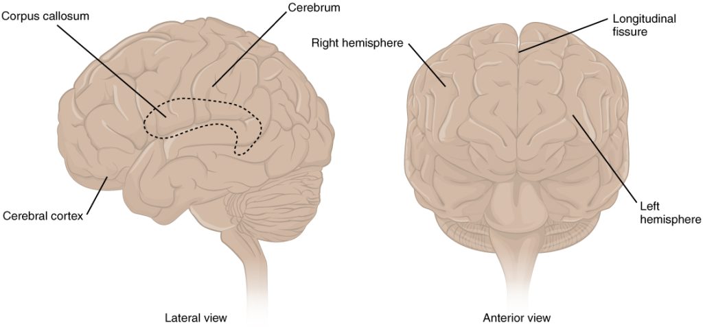 The cerebrum is a large component of the CNS in humans, and the most obvious aspect of it is the folded surface called the cerebral cortex.