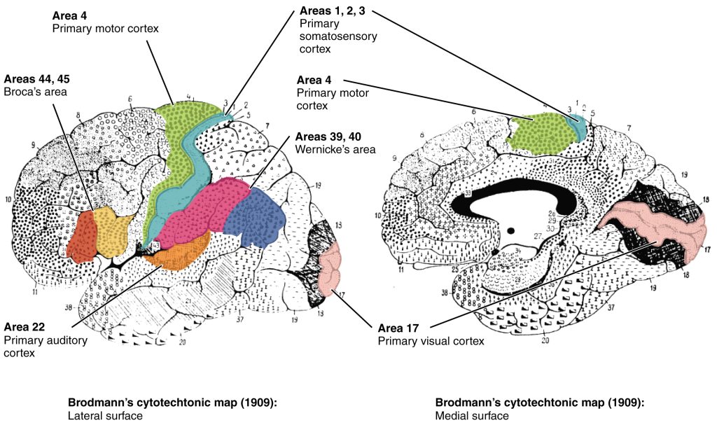 The image labels various Brodmann areas, each associated with specific brain functions. For example, Brodmann area 17 is related to visual processing, while area 4 corresponds to the primary motor cortex.