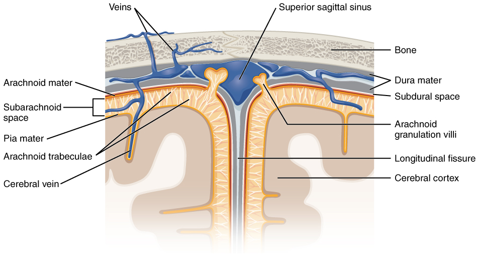 This diagram labels the dura mater, arachnoid mater, and pia mater—the three layers of the meninges surrounding the brain and spinal cord. It also highlights the subarachnoid space where cerebrospinal fluid circulates, providing cushioning and support.