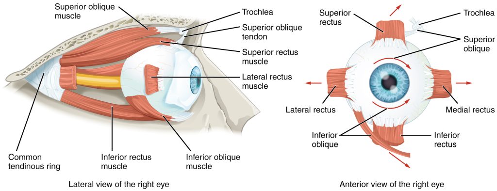 The image labels the six muscles that move the eye in different directions: superior rectus, inferior rectus, lateral rectus, medial rectus, superior oblique, and inferior oblique. It shows how each muscle contributes to precise eye movements.