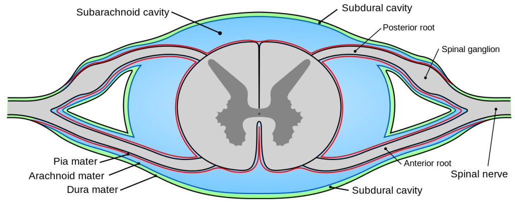 Diagrammatic transverse section of the medulla spinalis and its membranes.