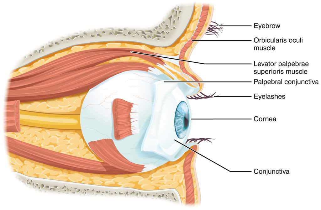 The image shows the eye in cross-section within the orbit (eye socket). It labels the extraocular muscles, optic nerve, and the bones that make up the orbit. The diagram also shows the lacrimal gland, which produces tears.