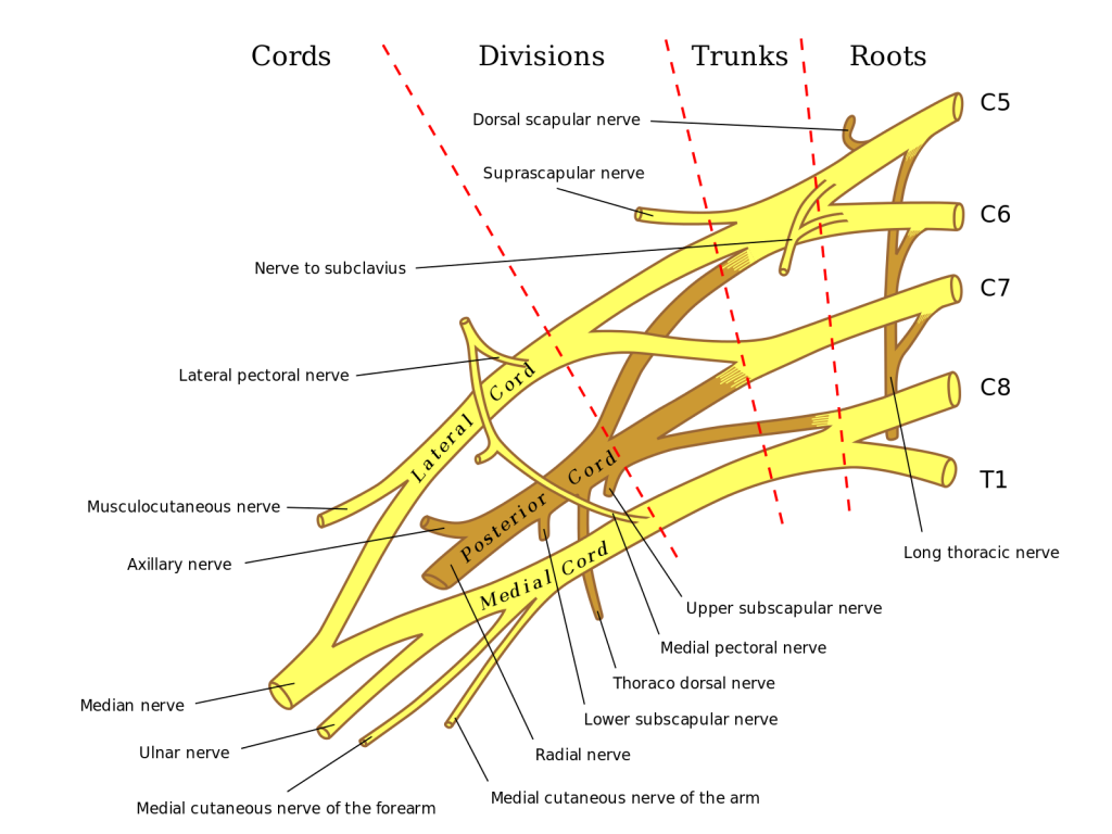 The diagram labels the roots, trunks, divisions, and cords of the brachial plexus. Key nerves that emerge from this network, such as the radial nerve, ulnar nerve, and median nerve, are also labeled. The diagram is color-coded to help differentiate the various components of this complex nerve network.