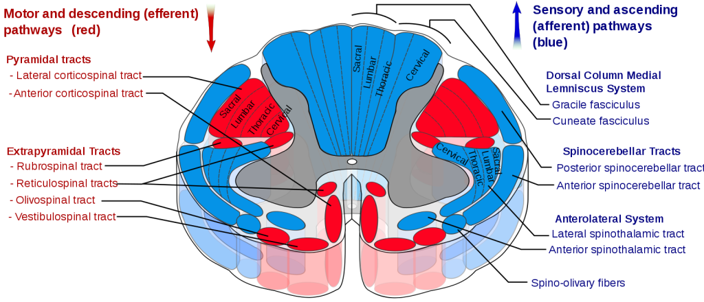 The image labels the ascending (sensory) and descending (motor) tracts of the spinal cord, which transmit information to and from the brain. The diagram shows how these tracts are organized and their pathways within the spinal cord.