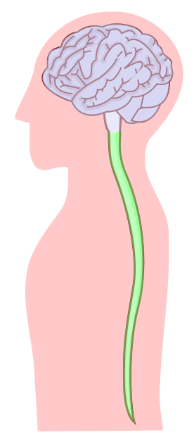 This diagram illustrates the brain and spinal cord, which make up the central nervous system (CNS). The brain is positioned at the top, and the spinal cord extends downward, housed within the vertebral canal. The diagram is color-coded to distinguish the CNS from other body structures.