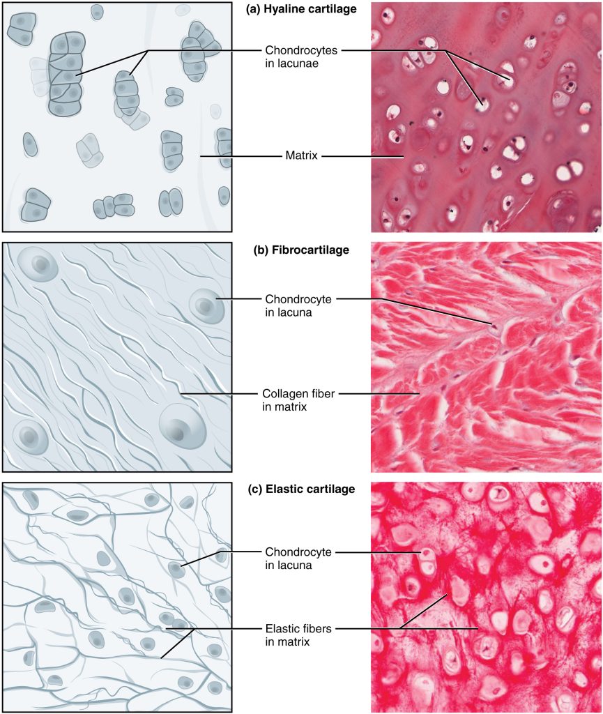 The image shows the three major types of cartilage: hyaline cartilage, fibrocartilage, and elastic cartilage, with detailed structures.