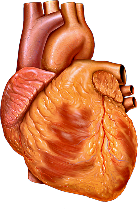 This image shows a detailed 3D model of the human heart, with removable parts that highlight the internal and external structures. The model is color-coded to differentiate between the atria, ventricles, and major blood vessels.