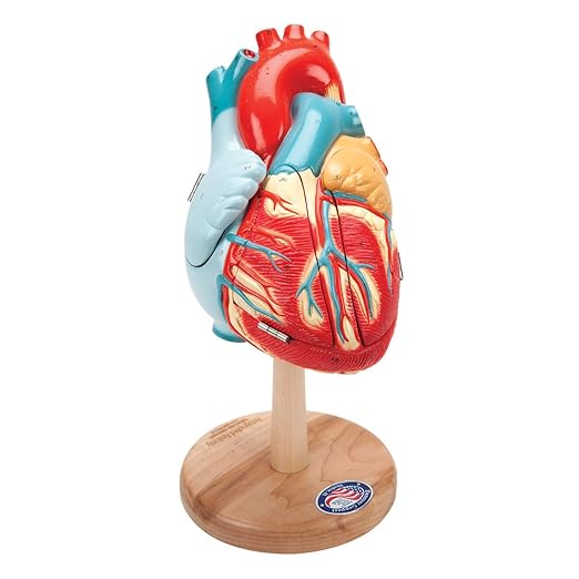 This image shows a detailed 3D model of the human heart, with removable parts that highlight the internal and external structures. The model is color-coded to differentiate between the atria, ventricles, and major blood vessels.