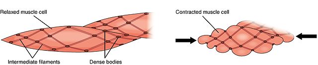 This image explains how smooth muscle contracts by shortening its fibers, a process driven by the sliding of actin and myosin filaments. The diagram uses arrows to indicate the direction of contraction and the resulting tension in the muscle.