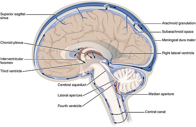 The diagram labels key structures involved in CSF circulation, such as the ventricles, subarachnoid space, and spinal canal. Arrows indicate the flow of CSF, which cushions the brain and spinal cord, removes waste products, and transports nutrients.