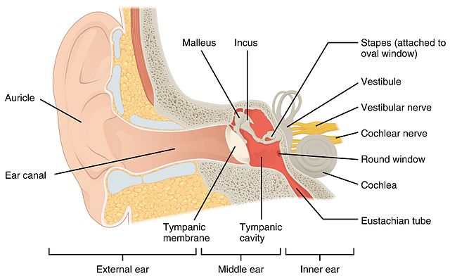 The diagram labels structures such as the external auditory canal, eardrum, ossicles, cochlea, and auditory nerve. It shows the pathway of sound from the external environment to the brain.