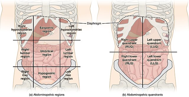 Diagram showing the abdominal regions of the human body, On the left (a) nine abdominal regions and on the right (b) four abdominal quadrants in the peritoneal cavity.