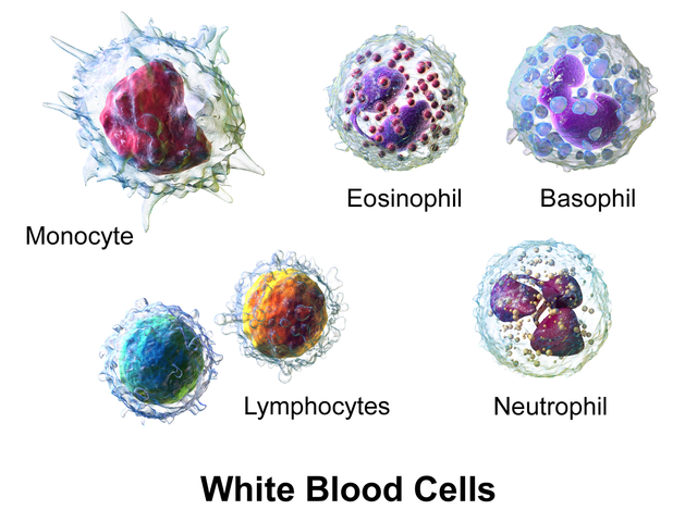 The image shows various white blood cells such as lymphocytes, neutrophils, and eosinophils, each labeled with a distinct name.