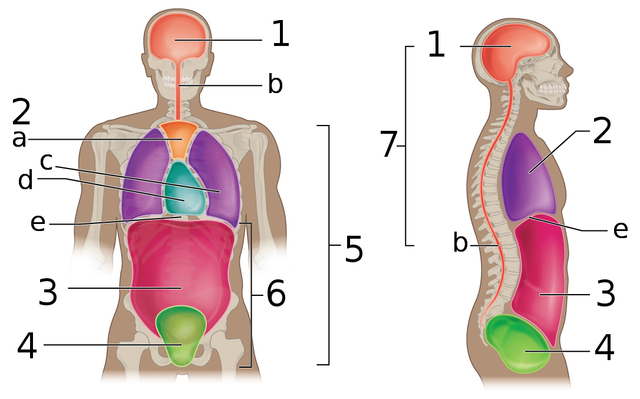 Diagram showing body cavities with different parts labeled with numbers.