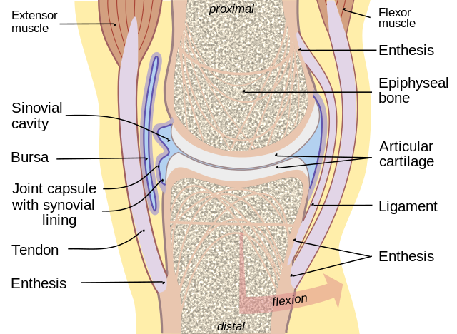 The image labels key components of a synovial joint, such as the articular cartilage, synovial membrane, joint cavity, and ligaments. The diagram shows how these parts work together to allow free movement between bones while providing support and stability.