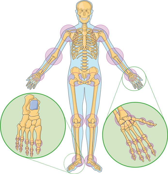 The image highlights joints such as the shoulder, elbow, knee, and hip. Each joint is shown in relation to the bones it connects, illustrating how different joints facilitate various types of movements, from rotation to flexion.