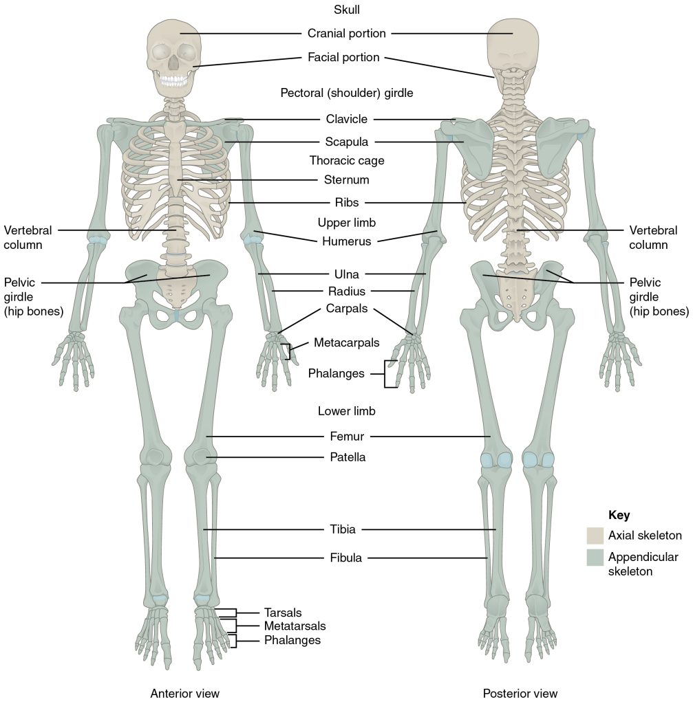 This image focuses on the bones of the axial skeleton, including the skull, vertebral column (spine), ribs, and sternum. The vertebrae are labeled as cervical, thoracic, and lumbar regions, showing how the spine supports the body and protects the spinal cord. The sternum and rib cage are highlighted as protective structures for the heart and lungs.