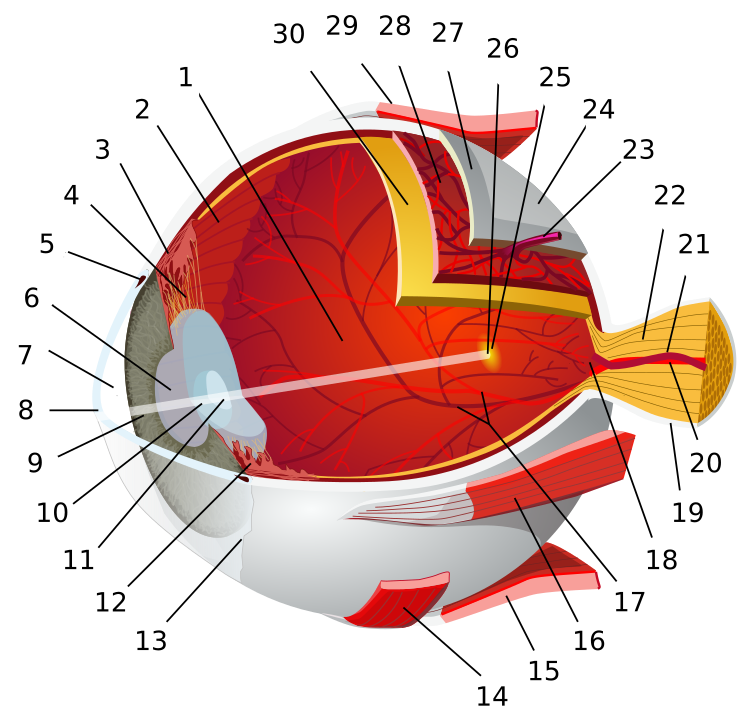 The diagram shows the major components of the eye, including the cornea, lens, retina, and optic nerve. The sclera, choroid, and macula are also labeled, highlighting the structures responsible for vision. Arrows show the path of light as it enters the eye and is focused on the retina.