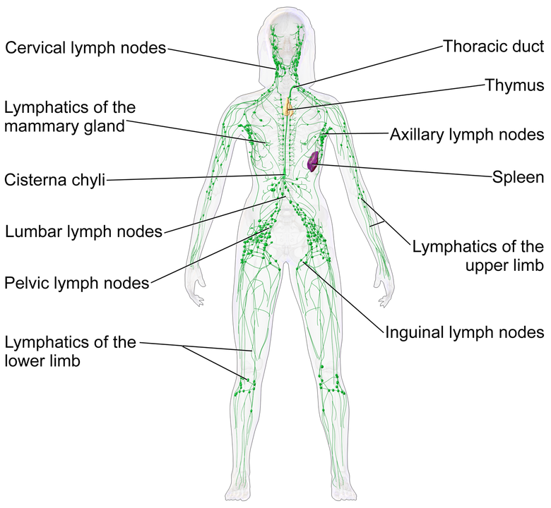 Diagram showing the components of the lymphatic system.