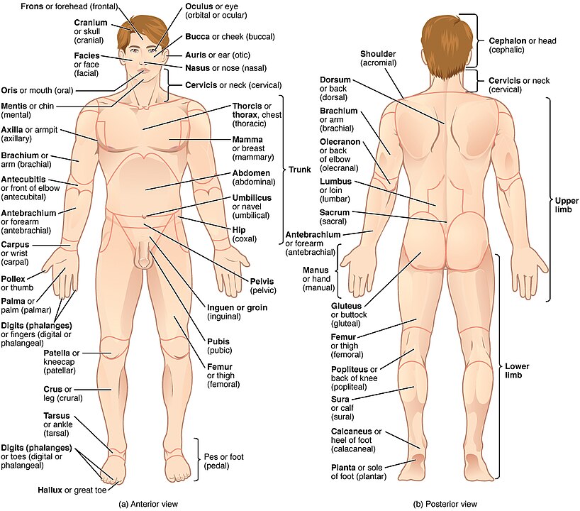 The human body is shown in anatomical position in an (a) anterior view and a (b) posterior view. The regions of the body are labeled in boldface. URL:https://cnx.org/contents/FPtK1zmh@8.108:F-TuqKAF@5/Anatomical-Terminology