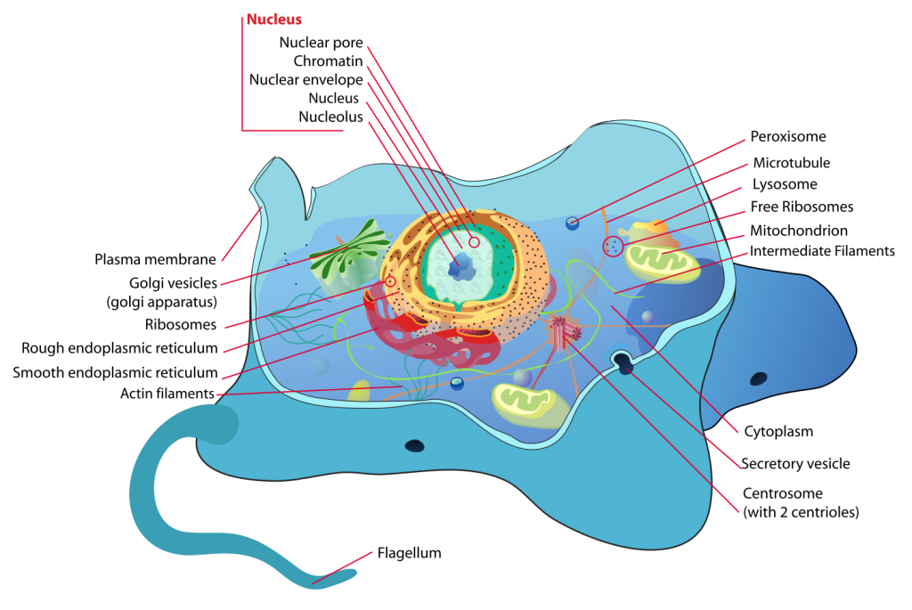 The image labels the major organelles of the animal cell, including the nucleus (containing the cell’s genetic material), mitochondria (responsible for energy production), endoplasmic reticulum (both rough and smooth, involved in protein and lipid synthesis), Golgi apparatus (which packages proteins), lysosomes (waste disposal), and the cell membrane (which regulates what enters and exits the cell). Also visible are ribosomes (sites of protein synthesis) and cytoplasm (a jelly-like substance that holds the organelles in place).