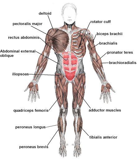 This image labels key muscles such as the pectoralis major, rectus abdominis, and quadriceps femoris. Arrows indicate muscle movements and their functions.