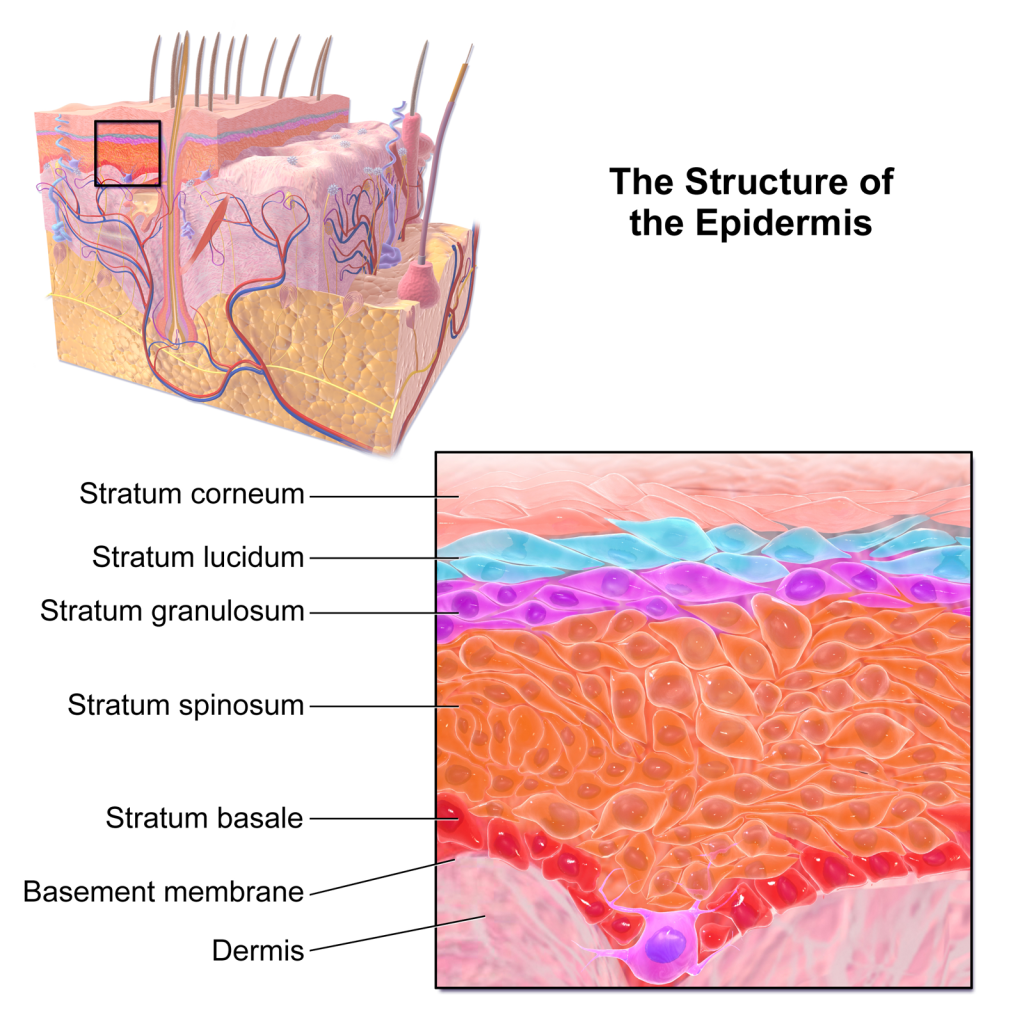 The diagram shows the various layers of the epidermis, including the stratum corneum, stratum granulosum, stratum spinosum and stratum basale. It also labels structures such as hair follicles, sebaceous glands, and sweat glands that penetrate the epidermis.