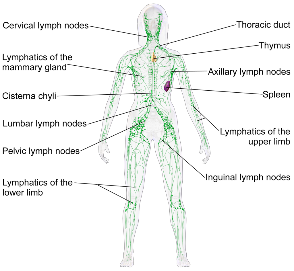 The image highlights the key components of the lymphatic system, including lymph nodes, vessels, and organs, superimposed on a female figure.