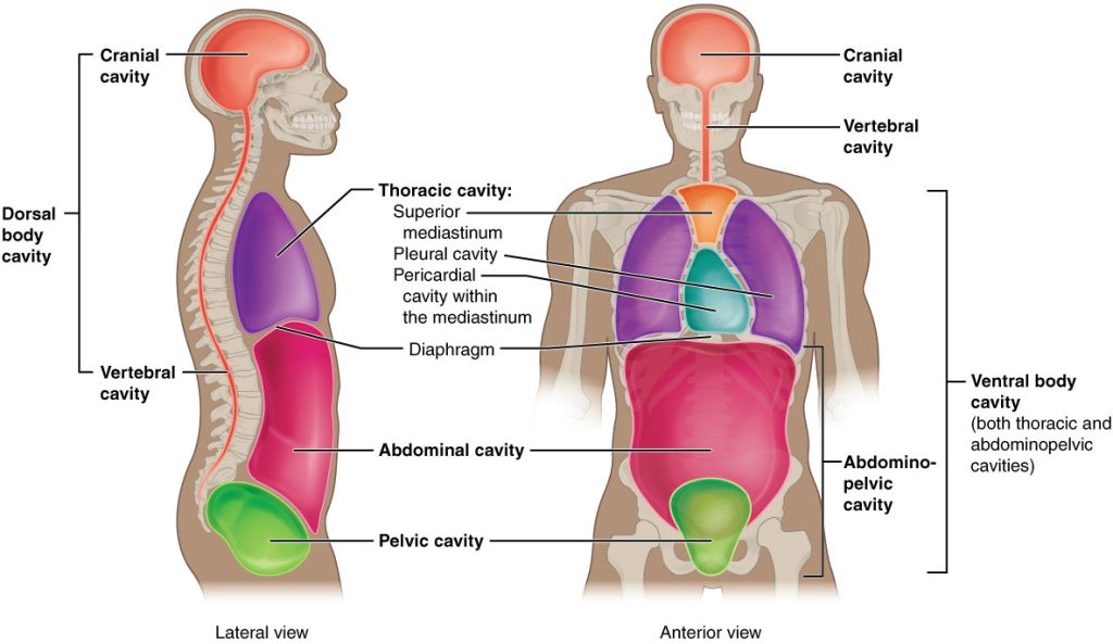 Diagram, showing Body Cavities. There are two images, from left to right, lateral view, anterior view of the human body with body cavities color coded and labeled. Labels include Dorsal Body Cavity, cranial cavity, vertebral cavity, Thoracic cavity: Superior mediastinum, Pleural cavity, Pericardial Cavity within the mediastinum, Diaphragm. abdominal cavity, pelvic cavity. On the anterior view; cranial cavity, vertebral cavity, abdominopelvic cavity, Ventral Body Cavity: both thoracic cavity, and abdominopelvic cavity.