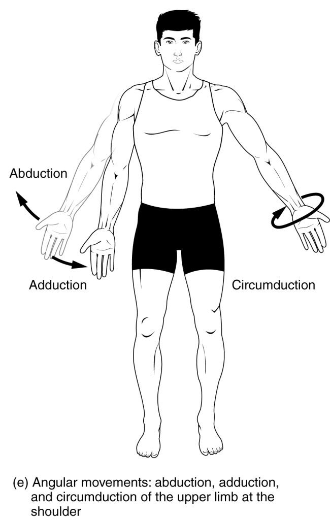 The image shows how the leg moves during abduction (away from the body's midline) and adduction (toward the body's midline). Circumduction is also illustrated, showing a circular movement of the limb. Arrows indicate the direction of each motion.