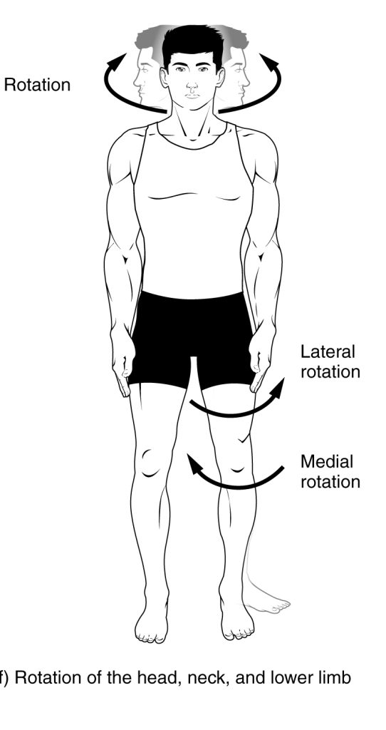 This image demonstrates the concept of rotation in human body movement. The diagram shows a human figure with arrows circling around joints, indicating rotational motion. Movements such as medial (internal) and lateral (external) rotation at joints like the neck and shoulders are illustrated.