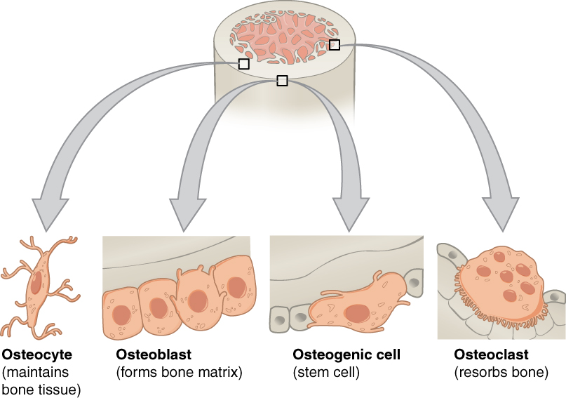 This image labels various bone cells, including osteocytes (mature bone cells), osteoblasts (cells responsible for forming new bone), osteoclasts (cells that break down bone tissue), and osteoprogenitor cells (stem cells that differentiate into osteoblasts). The image also highlights their roles within bone structure, such as in compact and spongy bone regions.