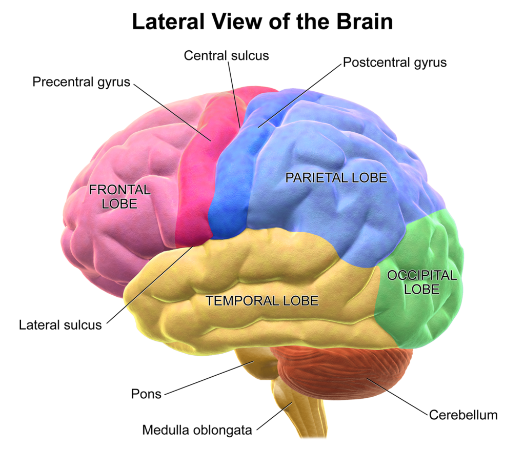 The image highlights different regions of the brain, such as the frontal lobe, occipital lobe, temporal lobe, and cerebellum. Each section is labeled, showing its specific function.