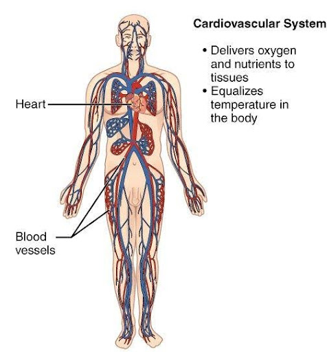 Diagram of the Cardiovascular system and its components.