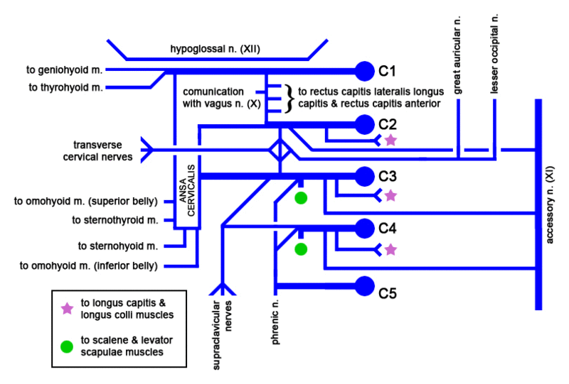 This image shows the cervical plexus, a group of nerves arising from the cervical vertebrae (C1 to C4). The diagram labels major nerves, including the phrenic nerve, which controls the diaphragm and is important for breathing. The image is color-coded to help differentiate between different components of the plexus.