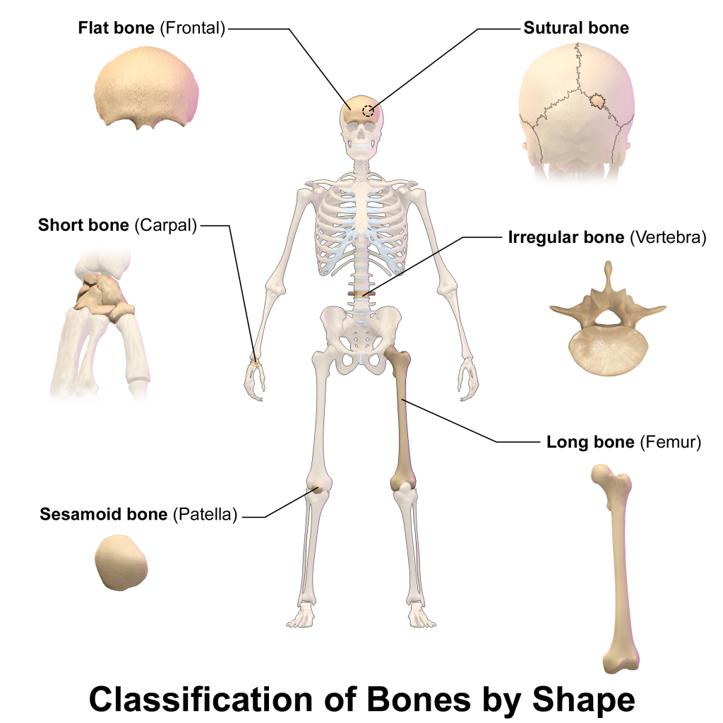 The image groups bones into categories such as long, short, flat, and irregular bones, with examples like the femur, carpal bones, and vertebrae.