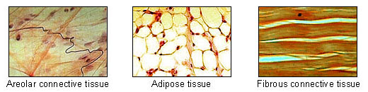 The image focuses on adipose tissue, characterized by the presence of adipocytes with a large lipid vesicle that stores fat. The adipocytes are packed closely together, with the nucleus pushed to the edge of each cell by lipid vesicle. This tissue provides insulation and stores energy.