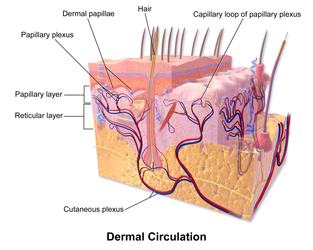 The diagram illustrates how blood vessels are distributed throughout the dermis, supplying oxygen and nutrients to the skin. The dermis contains a network of capillaries, arteries, and veins that help regulate temperature and provide the skin with nourishment. Sweat glands and hair follicles are also visible within the dermis, supported by the vascular network.