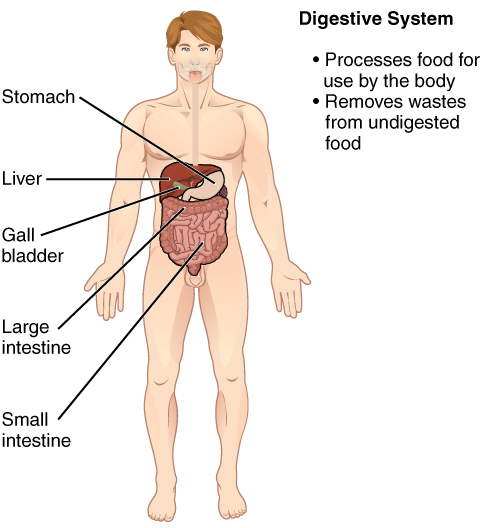 The diagram labels organs such as the nasal cavity, trachea, bronchi, lungs, and diaphragm. It also shows how air moves through the respiratory system for gas exchange.