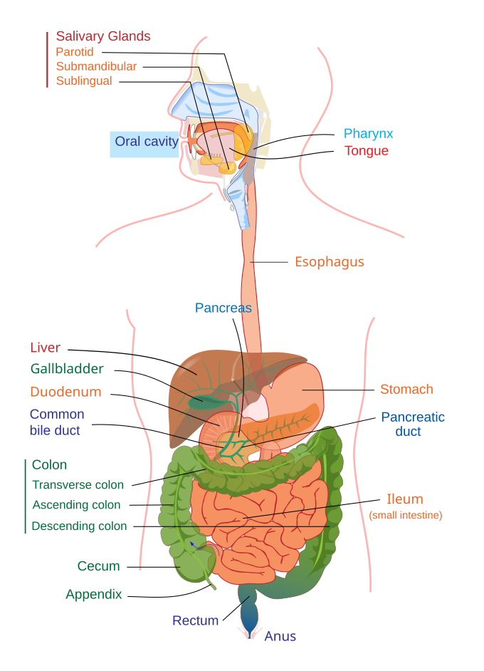 This diagram shows the major organs involved in digestion, including the stomach, liver, intestines, esophagus, and others.