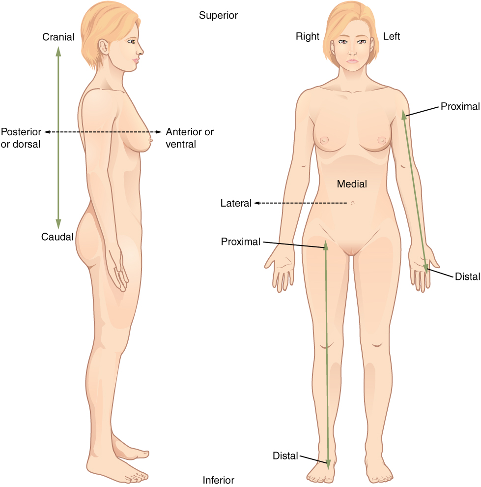 A woman is shown standing in two different views, one side view and one forward-facing view. Directional terms as they refer to the human body are labeled. Lateral view, labels include cranial, posterior or dorsal, caudal, and anterior or ventral. The front view has the following labels: right, left, proximal, distal, and medial lateral.