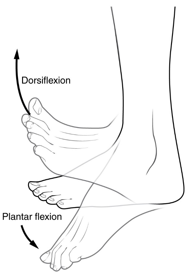 The image shows a side view of a foot, with arrows indicating dorsiflexion (movement of the foot upwards) and plantarflexion (movement of the foot downwards). These movements are controlled by muscles in the lower leg and foot.