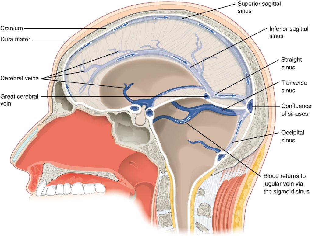 The image shows the dural sinuses, which are channels that drain venous blood from the brain and direct it to the jugular veins. The superior sagittal sinus, transverse sinus, and sigmoid sinus are labeled, showing their connections to the cerebral veins.