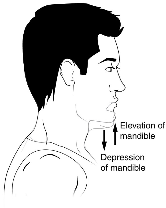 The image shows a side profile of a person, with arrows indicating the movement of the shoulders and jaw. Elevation refers to the upward movement (such as raising the shoulders), while depression refers to the downward movement (such as lowering the shoulders). These terms are used to describe movement in anatomy.