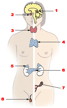 Diagram showing main organs of the endocrine system, numbered for identification