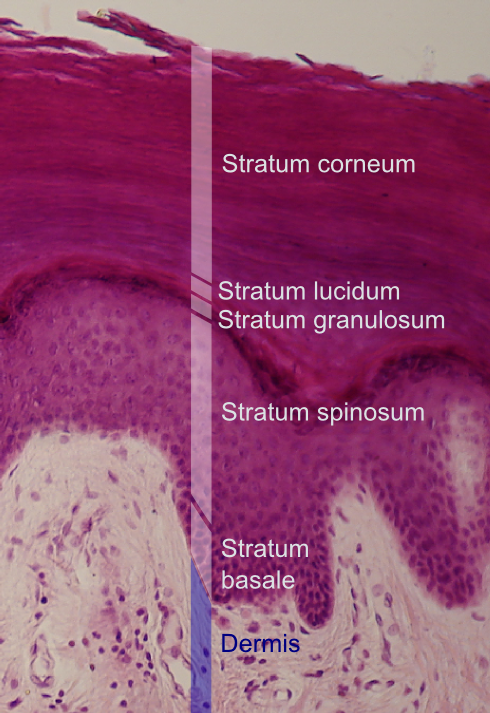 The image labels the five layers of the epidermis: stratum corneum, stratum lucidum, stratum granulosum, stratum spinosum, and stratum basale. Each layer is described by its role, with the outermost stratum corneum providing a protective barrier and the innermost stratum basale responsible for cell production.