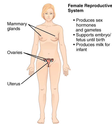 The image shows the uterus, ovaries, fallopian tubes, and vagina. It simplifies the anatomy by focusing on the internal structures without labeling external genitalia.Female Reproductive System Produces sex hormones Supports embryo/felts until birth Produces milk for infant