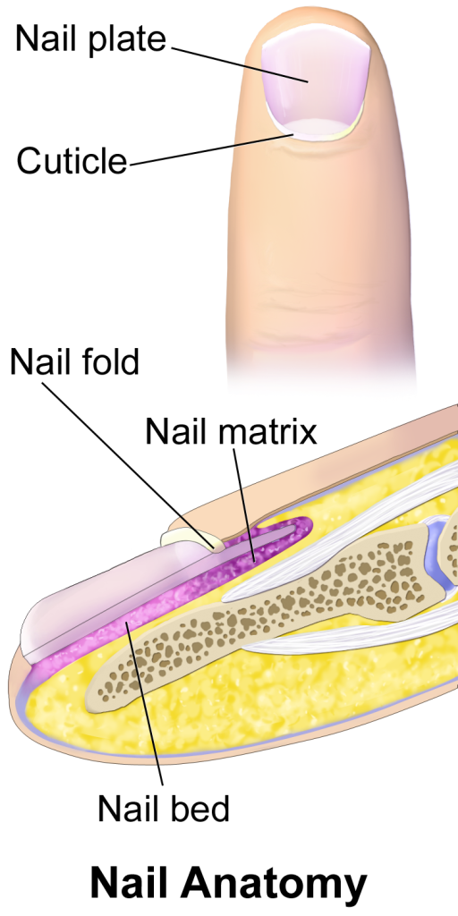 The diagram labels the nail plate, nail matrix, nail fold, and cuticle, highlighting the structures responsible for nail growth and protection. It shows the placement of these parts relative to the finger.