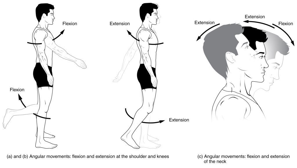 The image illustrates the body bending forward (flexion) and straightening backward (extension) using a leg and torso as examples. Arrows indicate the directions of movement during each action, demonstrating how flexion decreases the angle between bones, and extension increases it.