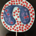 This model depicts a basophil, which has large dark stained granules tand obscure its multi-lobed nucleus. Basophils release histamine during allergic reactions.